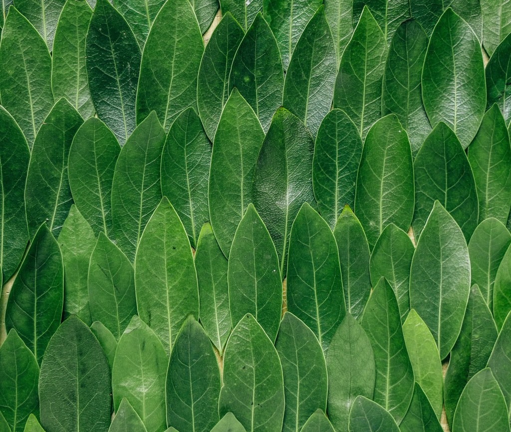 photo of leaves