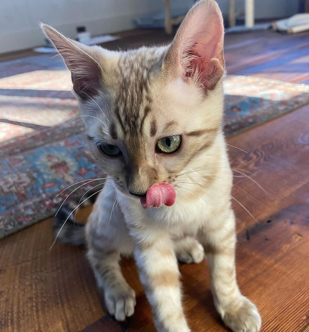 Gabby's cat Jimi Blue