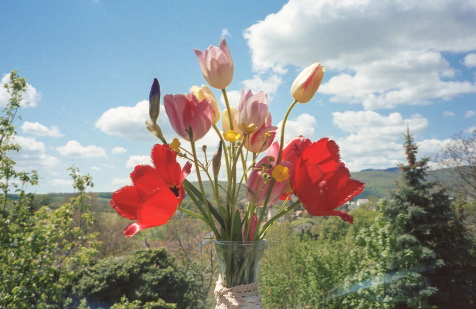 photo of flowers
